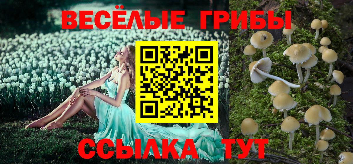 Псилоцибиновые грибы Psilocybe Лесной